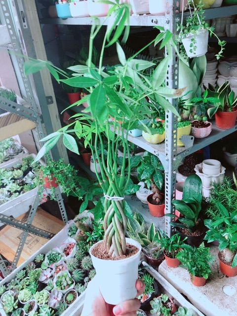 Chậu Kim Ngân 5 Thân Nhỏ