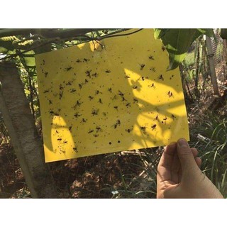 BẨY CÔN TRÙNG VÀ RUỒI