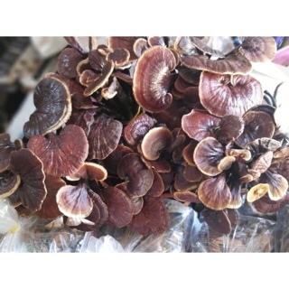 nấm lim xanh rừng