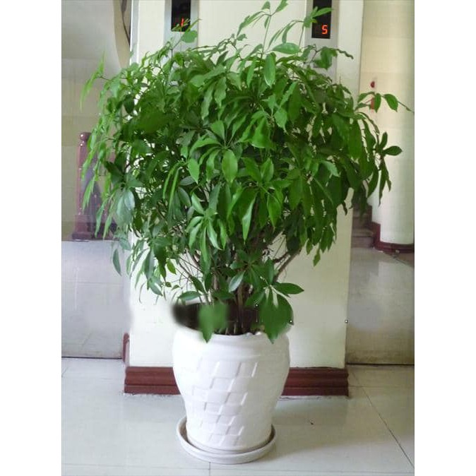Cây Ngũ Gia Bì  Đuổi Muỗi Chậu Nhựa