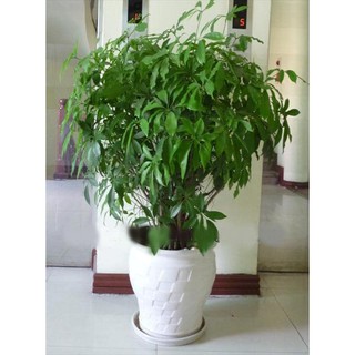 Cây Ngũ Gia Bì ( Cây Chân Chim)  Cây To Đuổi Muỗi Chậu Nhựa