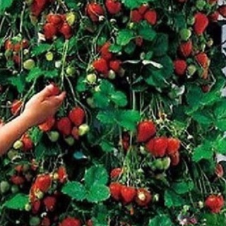 Hạt Giống Dâu Tây Đỏ Leo Giàn/Gói 50 hạt