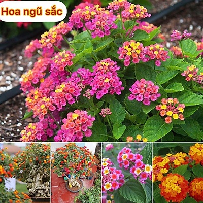 Hạt Giống Hoa Ngũ Sắc 50 hạt (tặng kèm phân)