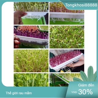 0.5kg Hạt rau mầm Đậu hà lan - rau muống - cải củ ngọt - đậu xanh - cải củ tím