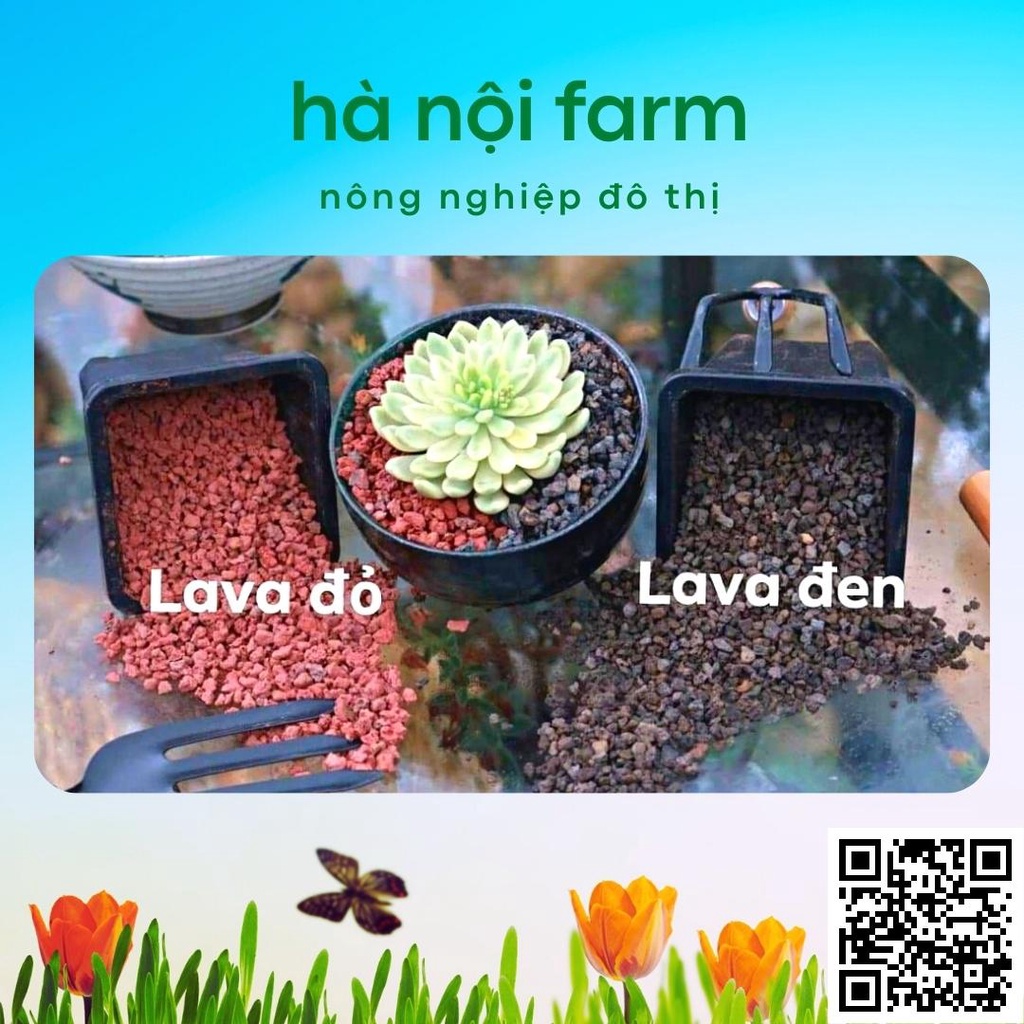 Đá nham thạch Lava rock size 3-6mm trồng xương rồng sen đá
