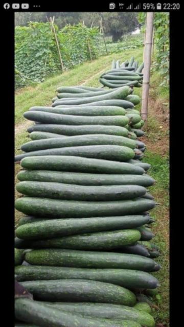 500g Trà bí đao sấy khô thanh lọc cơ thể | BigBuy360 - bigbuy360.vn