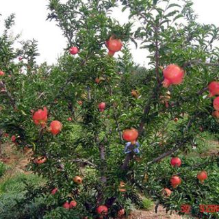 Cây 🌲 Lựu Mỹ....( siêu trái)
