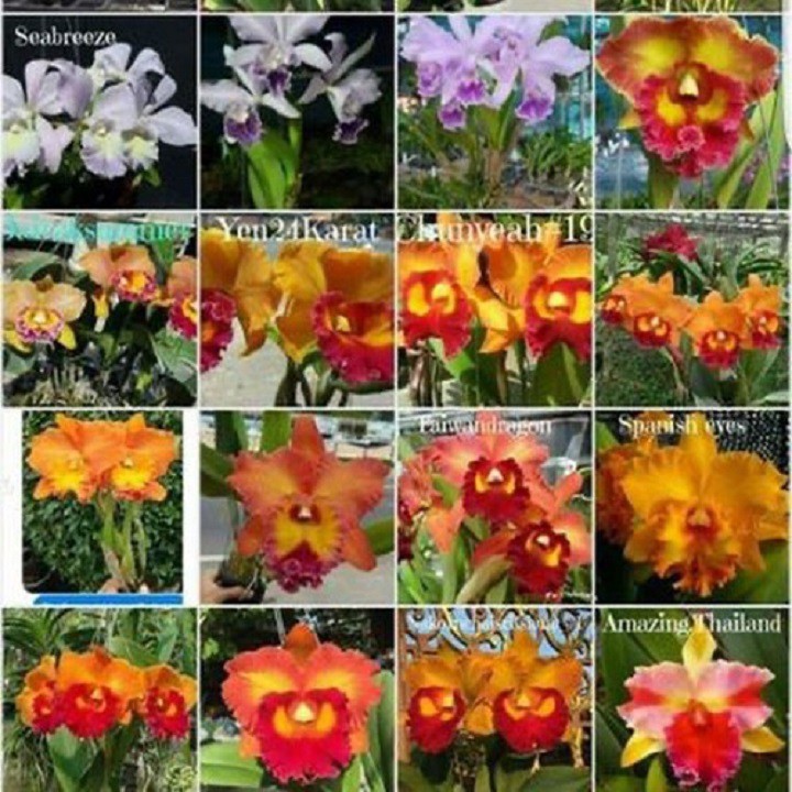 Lan Cattleya CHẬU LỚN NHIỀU THÂN SẮP MÈO NỤ nhiều màu, hoa bông to đại cực thơm giá siêu rẻ