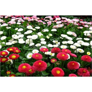 100 hạt giống hoa cúc anh mix màu