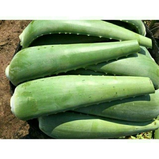 4kg bẹ nha đam tươi (chỉ giao khu vực miền Nam)