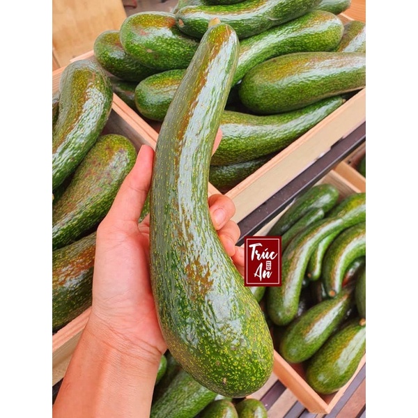 🥑 [TRÁI CÂY SẠCH] Bơ 034 (bơ chân dài) do người đồng bào trồng chính gốc Lâm Đồng. Bơ tuyển lựa sạch, dẻo, thơm ngon