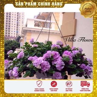 Bộ gói hạt giống dạ yến thảo