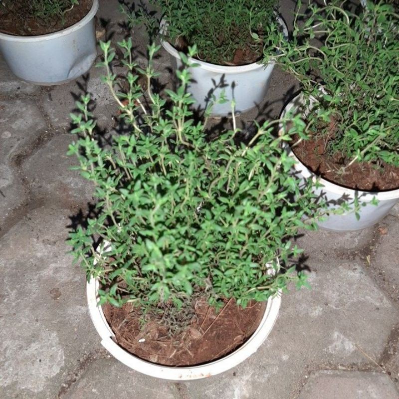 Chậu cây cỏ xạ hương