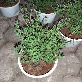 Chậu cây cỏ xạ hương (cỏ thơm, thyme)