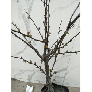 CÂY MAI ĐỎ SIÊU ĐẸP