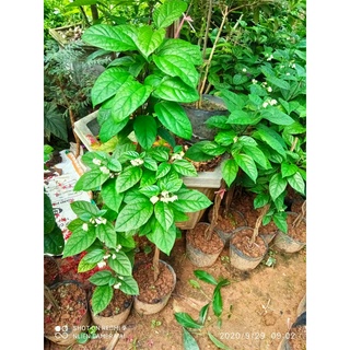 Cây hoa ngọc nữ hay hoa trinh nữ leo cao 1m