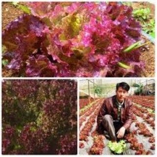 Gói 5 gram hạt giống xà lách xoăn tím