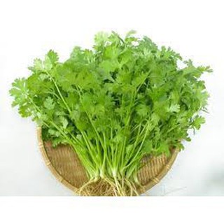 10 GRAM HẠT GIỐNG RAU NGÒ RÍ ( MÙI TA) HT