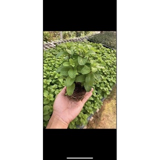 Hạt Giống Húng Lũi Bạc Hà Âu Choco Mint