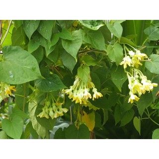 cây hoa thiên lí - cây giống