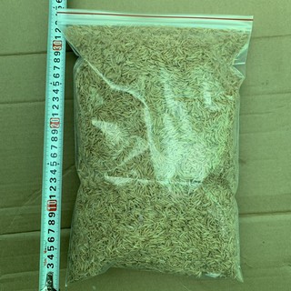 Trấu tươi (gói 2 dm3) - CayGiongTot