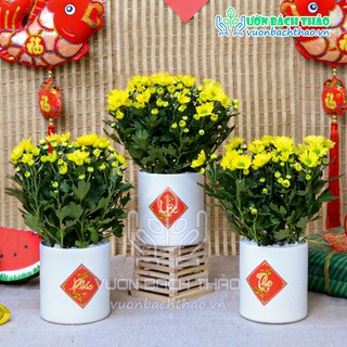 Chậu hoa cúc để bàn thần tài trang trí Tết