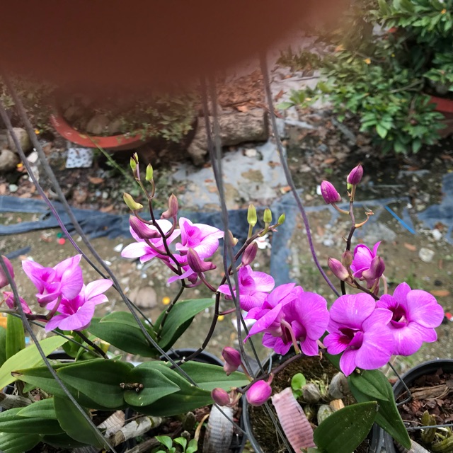 Hoa lan Yaya Mini chậu đang nụ