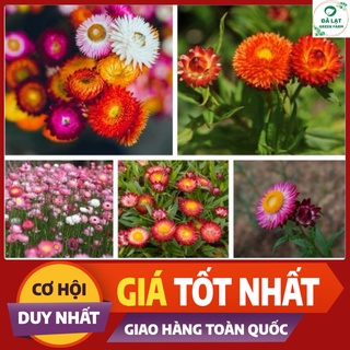 🏵️100H_HẠT GIỐNG HOA BẤT TỬ MIX MÀU🏵️