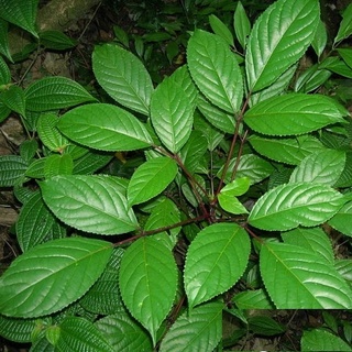 Cây nhội giống to khỏe - 2cây a11
