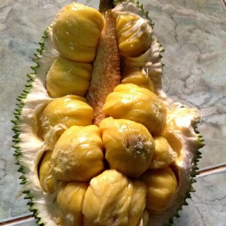 Cây giống Mít Tố nữ, mít mã lai