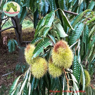 Cây giống Hạt Dẻ Trùng Khánh