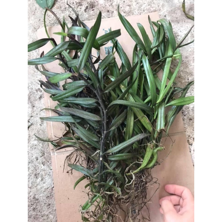 Hoa Lan thạch hộc tía