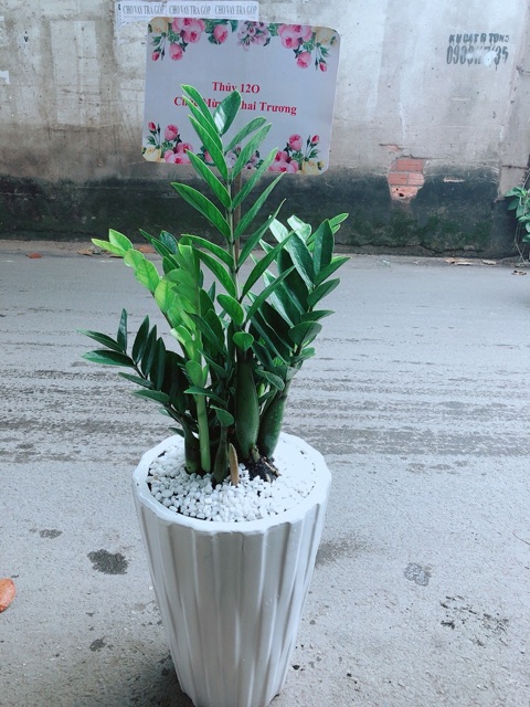 Chậu Cây Kim Phát Tài  Kèm Bảng Khai Trương