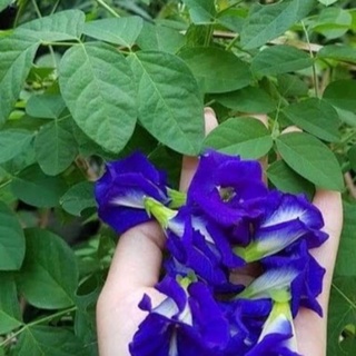 HẠT GIỐNG HOA ĐẬU BIẾC 20 hạt