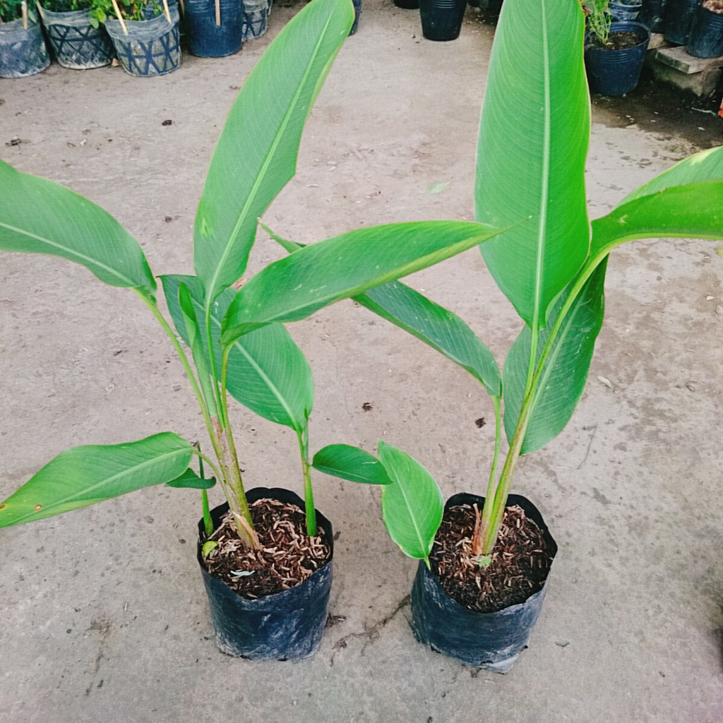 Cây chuối thiên điểu - cây chuối mỏ két cao 50-60 cm - caykiengsadec