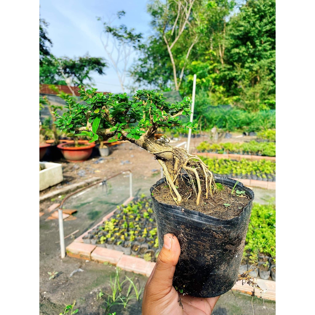 Sam hương bonsai size trung cây 3-5 năm tuổi, để bàn, trang trí bàn làm việc, bàn trà