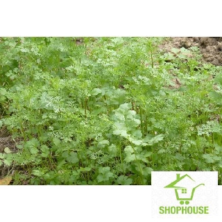 shophouse 20 gr Hạt giống rau mùi ta (ngò rí)  SHOP HOUSE  TẾT KHUYẾN MẠI