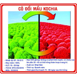 100 Hạt giống cỏ đổi màu - Rau củ quả trồng tại vườn, sân thượng, nông trang, ban công