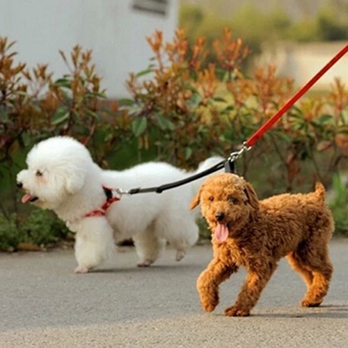 Dây đai an toàn dắt thú cưng đi dạo tiện dụng