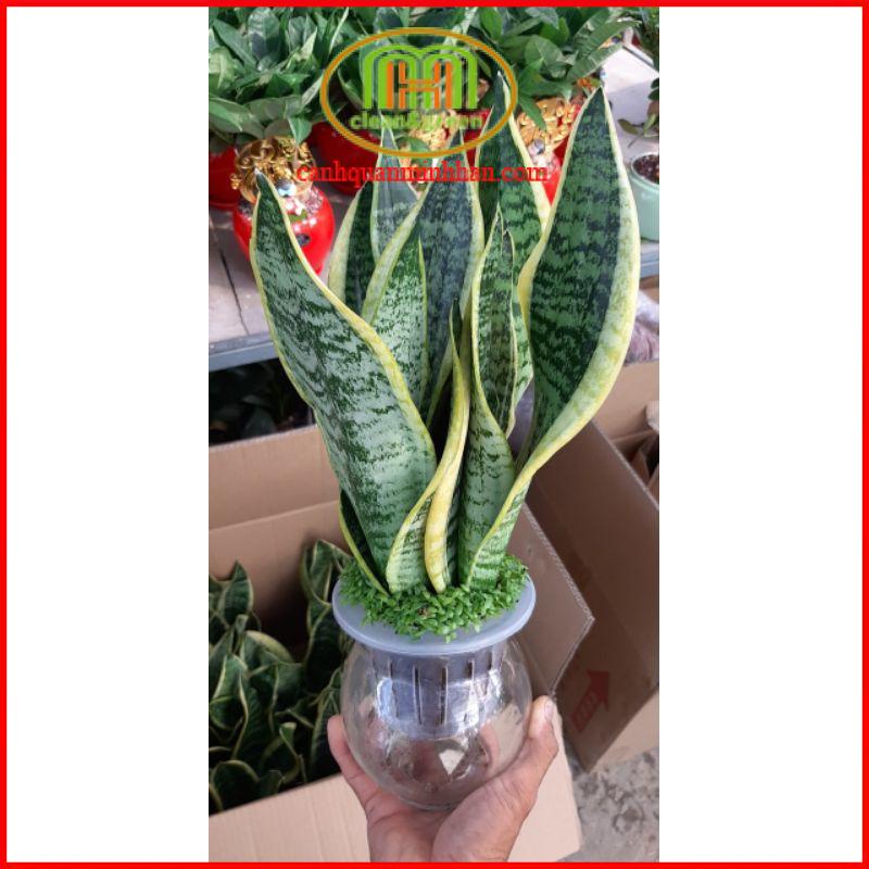 Cây lưỡi hổ viền vàng lùn mini thủy sinh trong chậu thủy tinh phong thủy thanh lọc không khí tốt, hấp thu khí độc