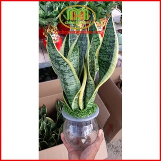 Cây lưỡi hổ thủy sinh chậu thủy tinh phong thủy thanh lọc không khí, thu khí độc Minh Hân Garden