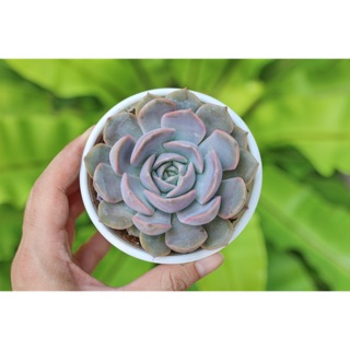 Sen đá viền tím 9-11cm - Vườn sen đá