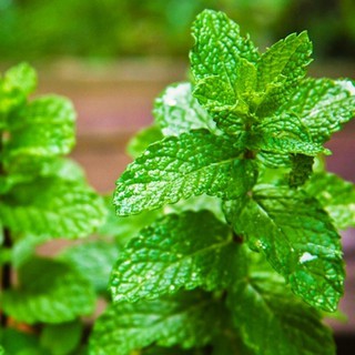 Hạt Giống Húng Bạc Hà