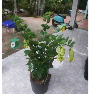 Cây Huyền Trân Công Chúa