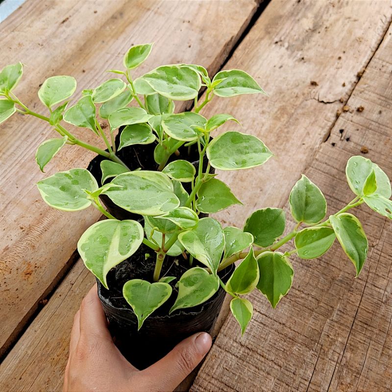 Cây trầu bà càng cua cẩm thạch
