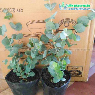 Cây Khuynh Diệp - Đô La Bạc - Bạch Đằng cảnh - Silver Dollar Tree - Eucalyptus cinerea (Argyle Apple)