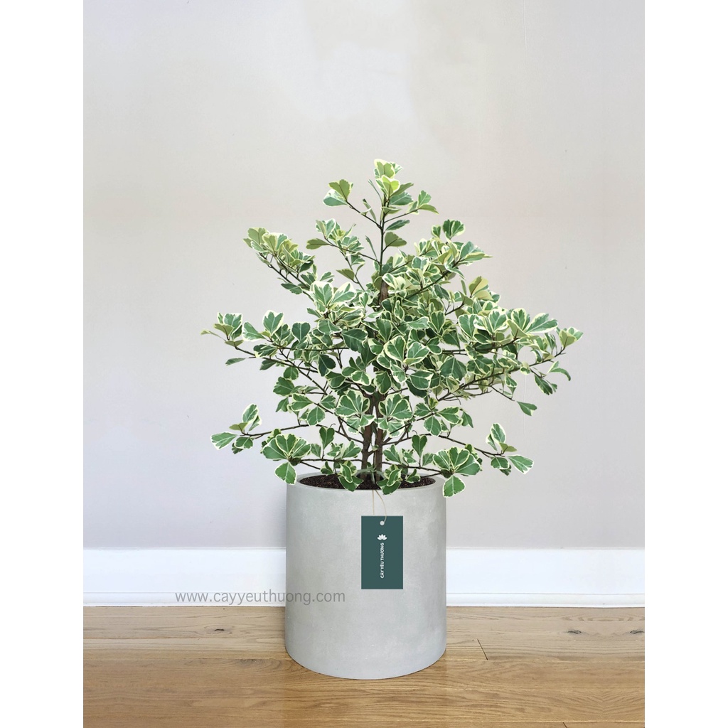 Cây Đa Tam Phúc - Chậu xi măng trụ tròn 30x30cm [FREESHIP]