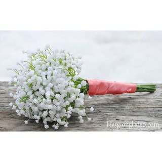 Hạt Giống Hoa Baby Trắng
