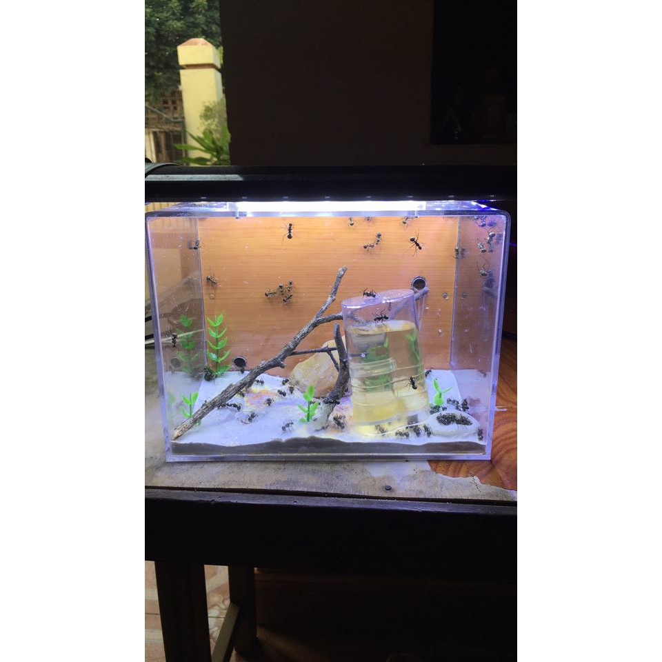 Hộp Nuôi Kiến 20-15-15cm / Formicarium