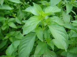 Hạt giống rau thơm Sả - húng trắng- 2 gram